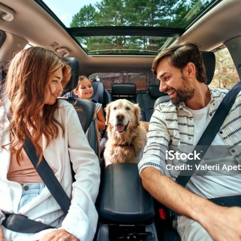 The whole family is driving for the weekend. Mom and Dad with their daughter and a Labrador dog are sitting in the car. Leisure, travel, tourism.